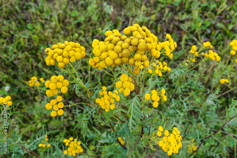 Yellow wildflowers on a background of green grass close-up.