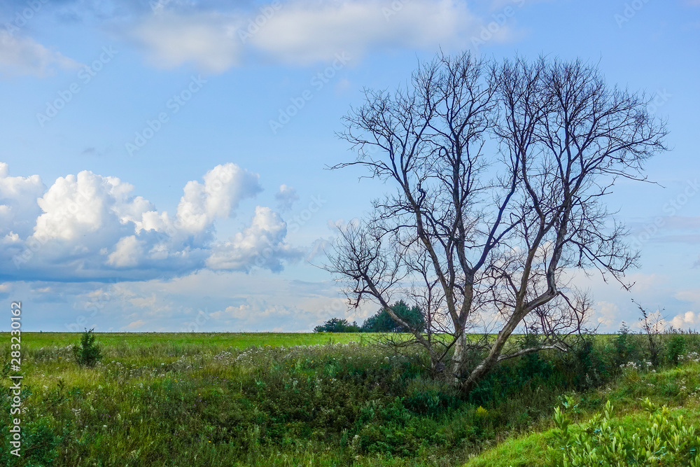 The dried big lonely tree on a green field. The sky with clouds. Russia