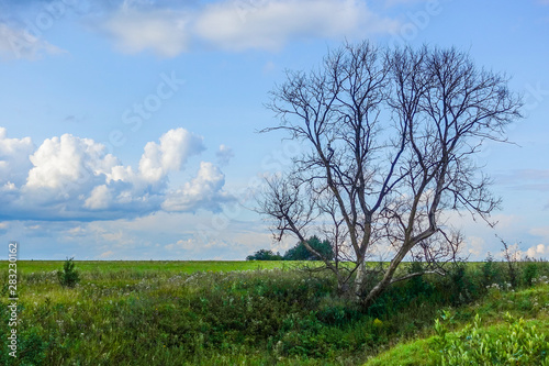 The dried big lonely tree on a green field. The sky with clouds. Russia