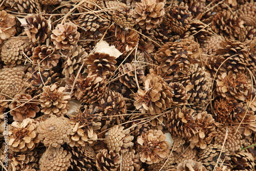 pine cones © Elena