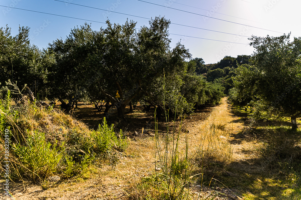 Fototapeta premium olive trees