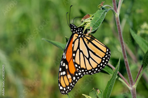 Monarch butterfly (Danaus plexippus) collecting nectar from flowers.