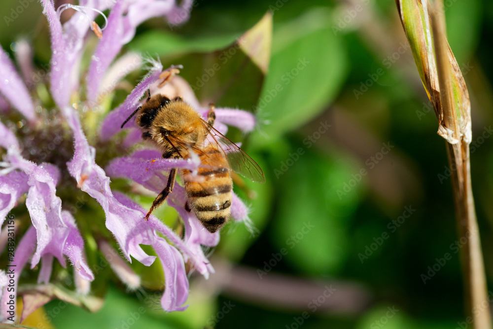 Honeybee (Apis Mallifera) pollinating on blooming flowers in the prairie field of the sanctuary park at a sunny summer day.