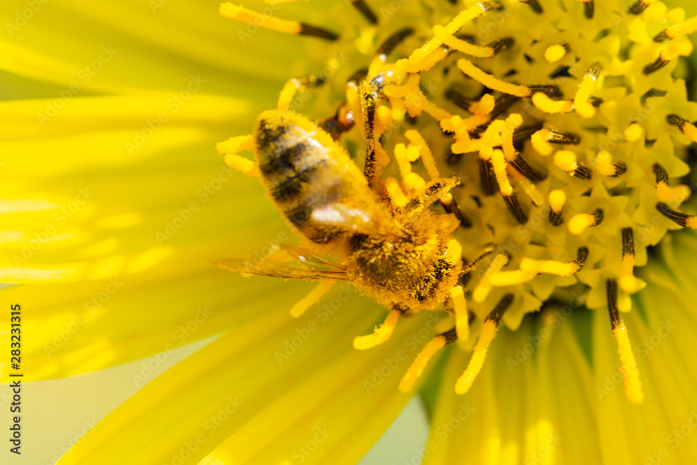 Honeybee pollinating on Yellow False Sunflower in prairie field. Asteraceae Family. Rhizomatous herbaceous perennial. Heliopsis Helianthoides. Honeybee pollinating on Yellow False Sunflower in prairie field. Asteraceae Family. Rhizomatous herbaceous perennial. Heliopsis Helianthoides.
