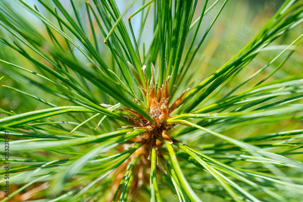 Long twisted and serrated Needles of Red Pine Tree at a sunny summer day. Pinus Resinosa from Pinaceae Family, native to North America. Norway Pine. Long twisted and serrated Needles of Red Pine Tree at a sunny summer day. Pinus Resinosa from Pinaceae Family, native to North America. Norway Pine.