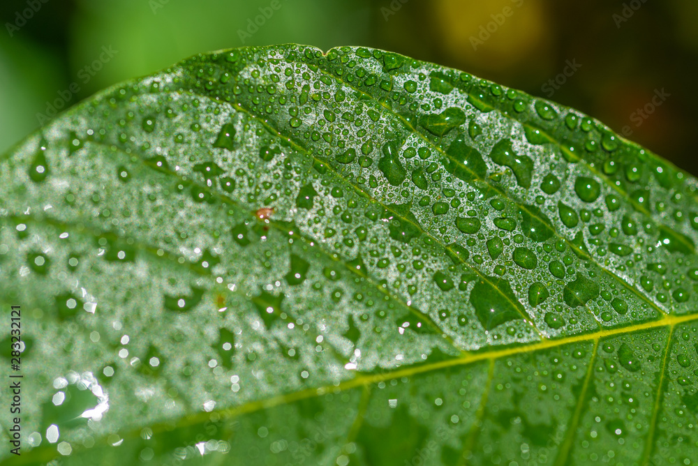 Drops of water on a green leaf, macro, fragment of a leaf of a tree Drops of water on a green leaf, macro, fragment of a leaf of a tree