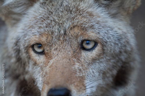 close up eyes of coyote photo