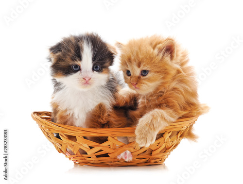 Kittens in a basket. © voren1