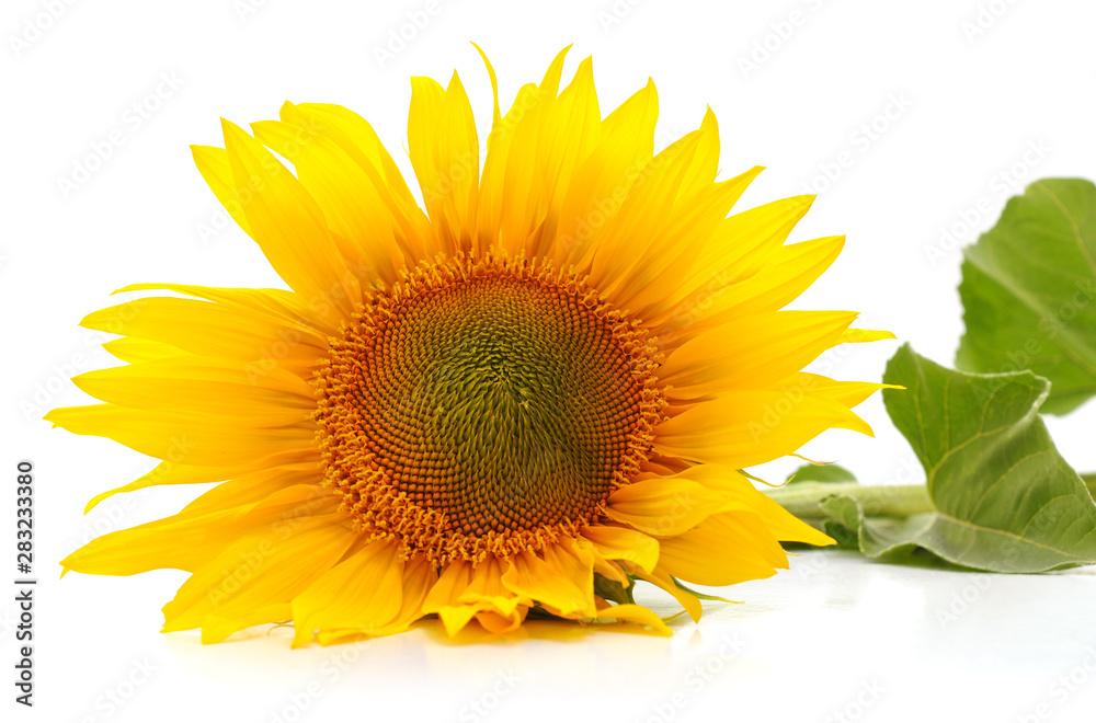 Obraz premium One yellow sunflower.