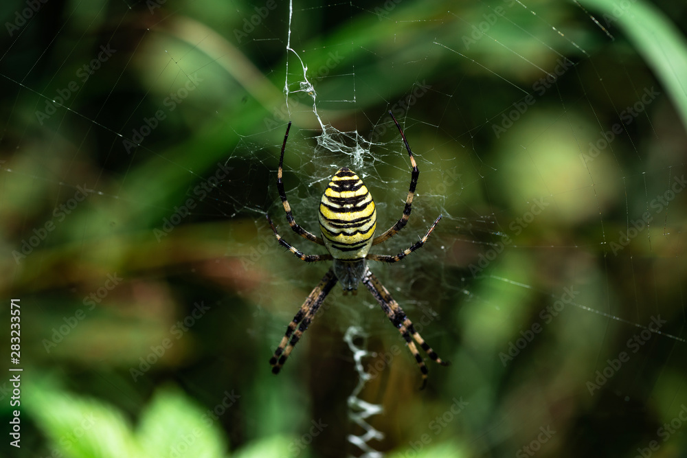 Spider Argiope bruennichi sitting on its web closeup Spider Argiope bruennichi sitting on its web closeup