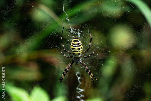 Spider Argiope bruennichi sitting on its web closeup