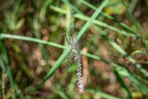 Spider Argiope bruennichi sitting on its web with a victim