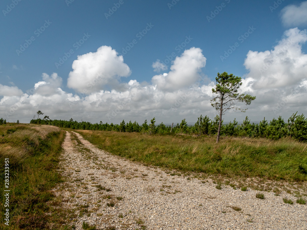Fototapeta premium Chemin de colline du parc d'armorique