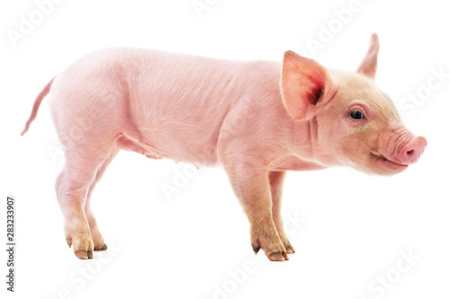 Little pink pig. © voren1
