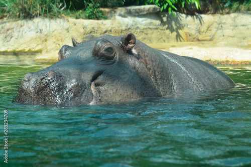 a hippopotamus swims in the river