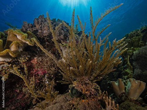 Different coral species close under the water surface