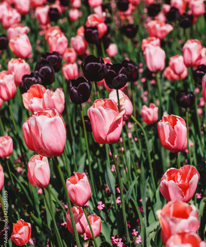 Colorful tulip field  purple flower tulip in spring background  selective focus  closeup. Beautiful pink spring tender flowers blossom