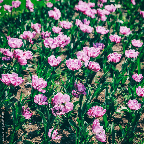 Colorful tulip field, flower tulip in spring background, selective focus, closeup. Beautiful violet peonies flowers blossom in spring background, toning © Jukov studio