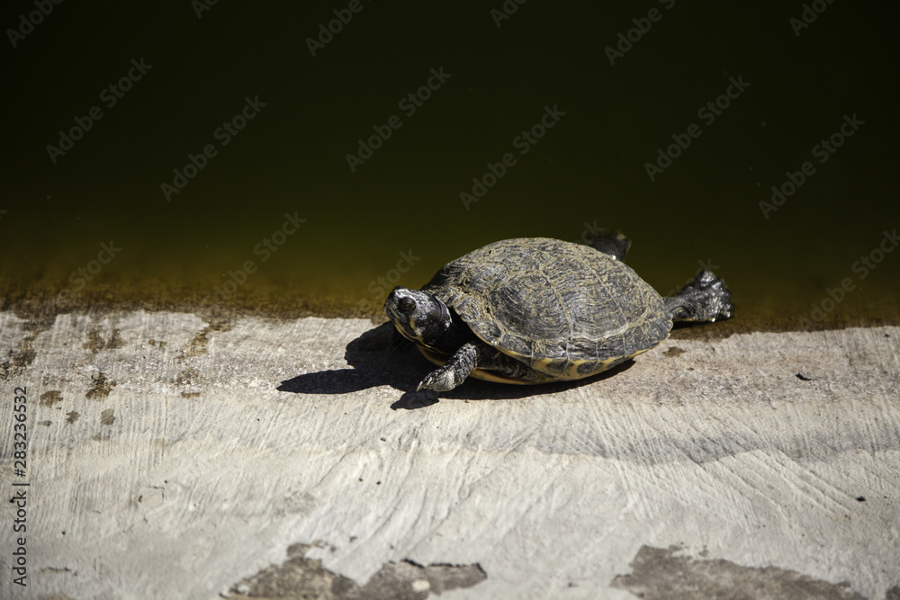 Turtles on lake