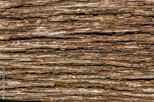 texture of old oak tree bark