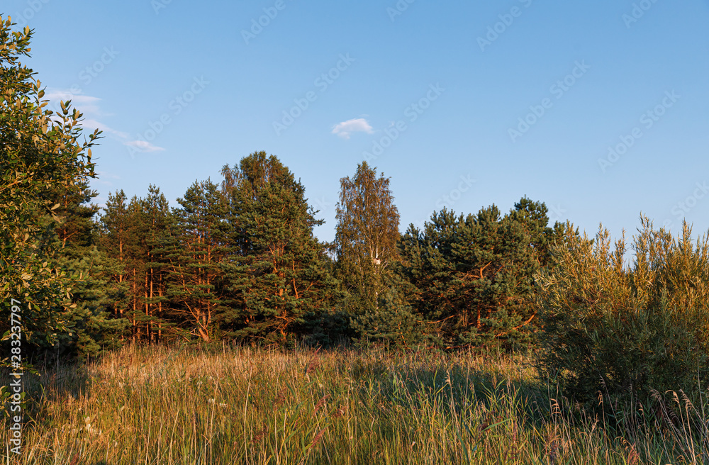 Pine trees in the forest