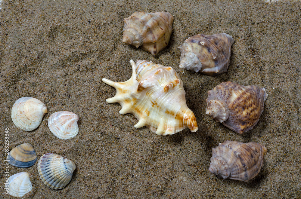 seashells on sand of wound size seashells on sand of wound size