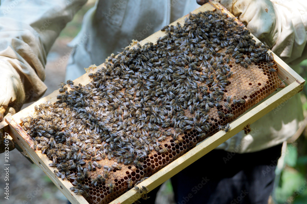 Bienenstock: Künstliche Nisthöhle Bienenstock: Künstliche Nisthöhle