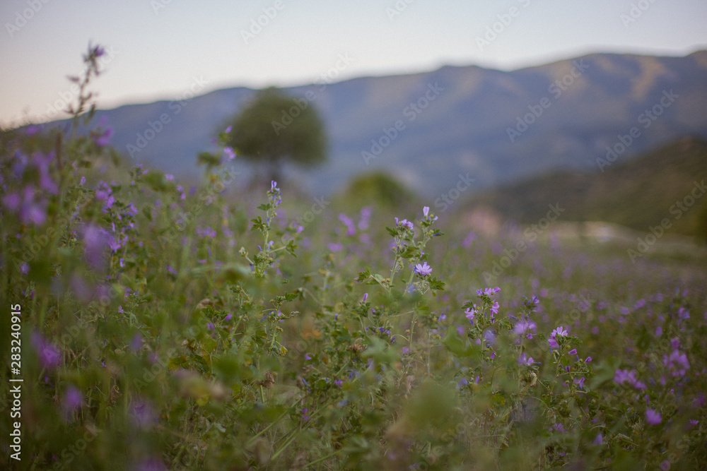 Obraz premium wild flowers in the mountains