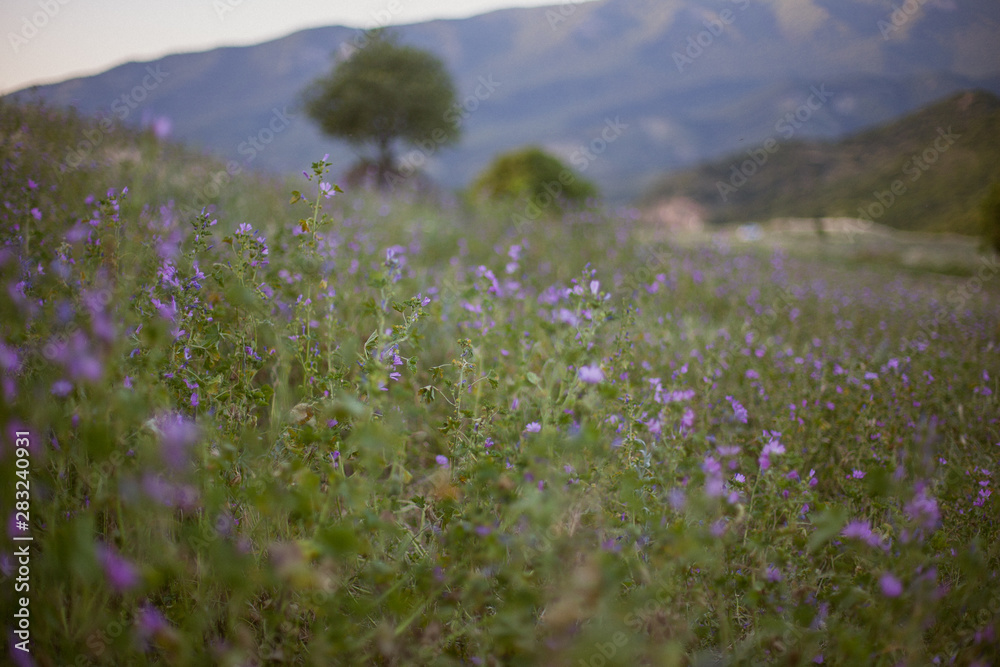 Fototapeta premium wild flowers in the mountains