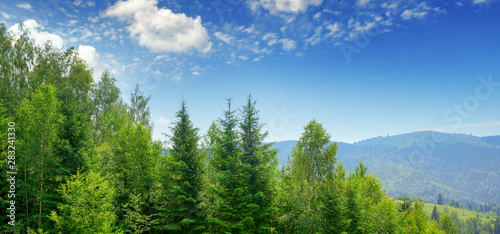 Valokuva Evergreen fir trees in mountains