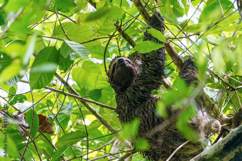 Three-toed Sloth (Bradypus infuscatus), taken in Costa Rica