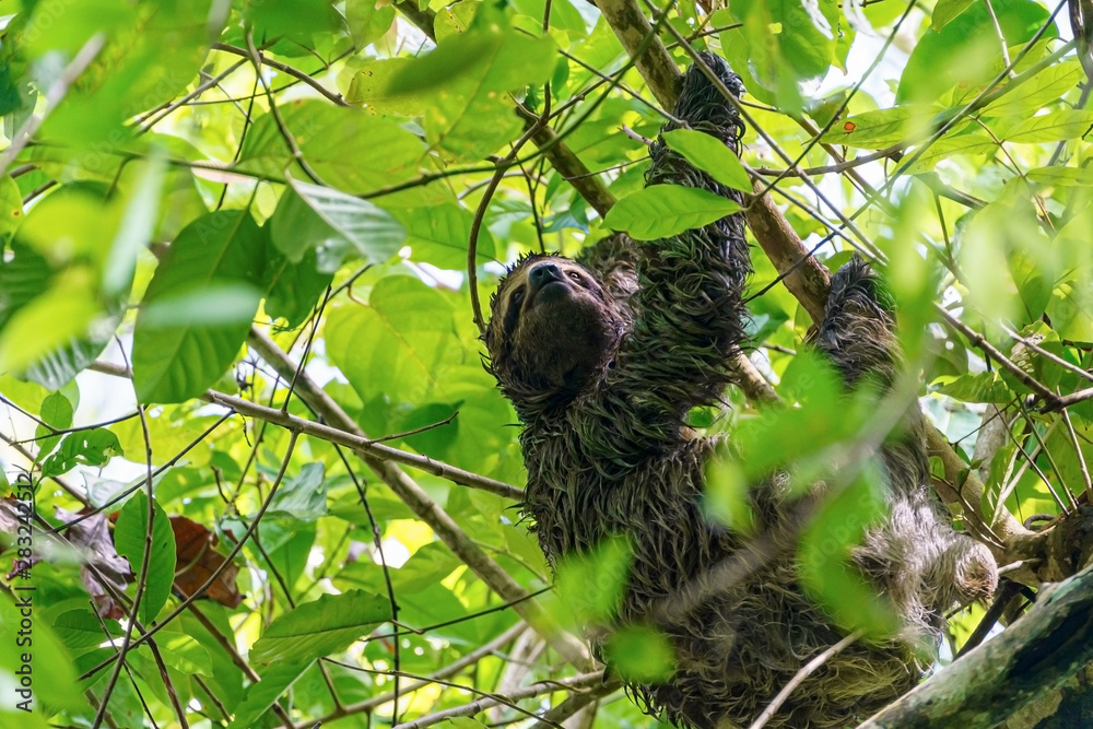 Three-toed Sloth (Bradypus infuscatus), taken in Costa Rica Three-toed Sloth (Bradypus infuscatus), taken in Costa Rica