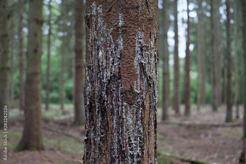 Fototapeta premium Schälschäden an Fichte
