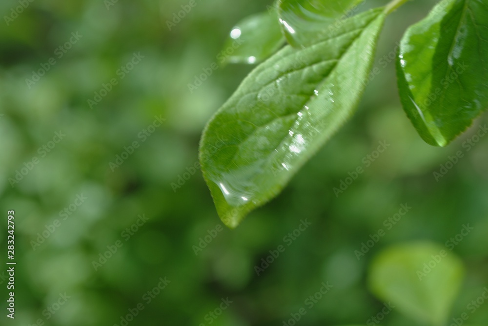 Fototapeta premium Rosée matinale