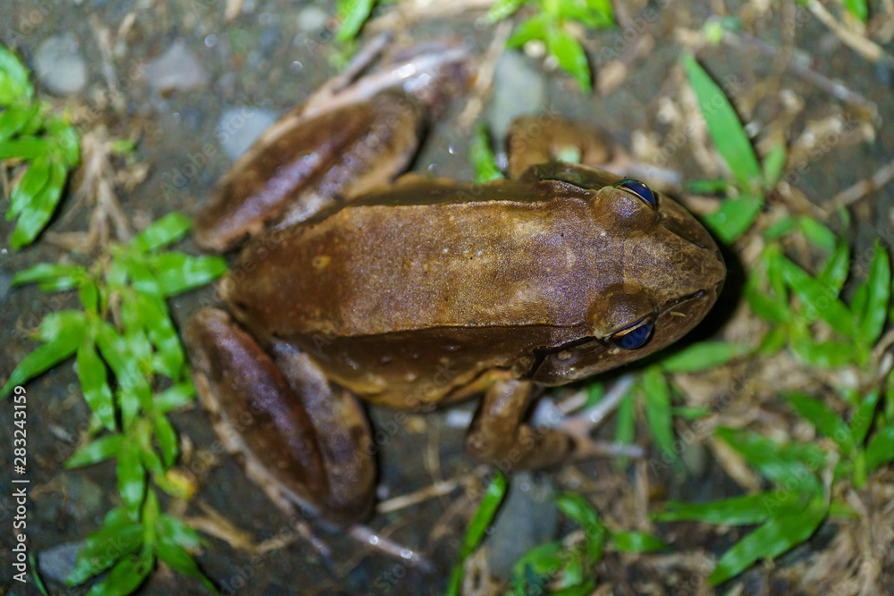 Naklejka premium Smoky Jungle Frog (Leptodactylus pentadactylus) in Csota Rica