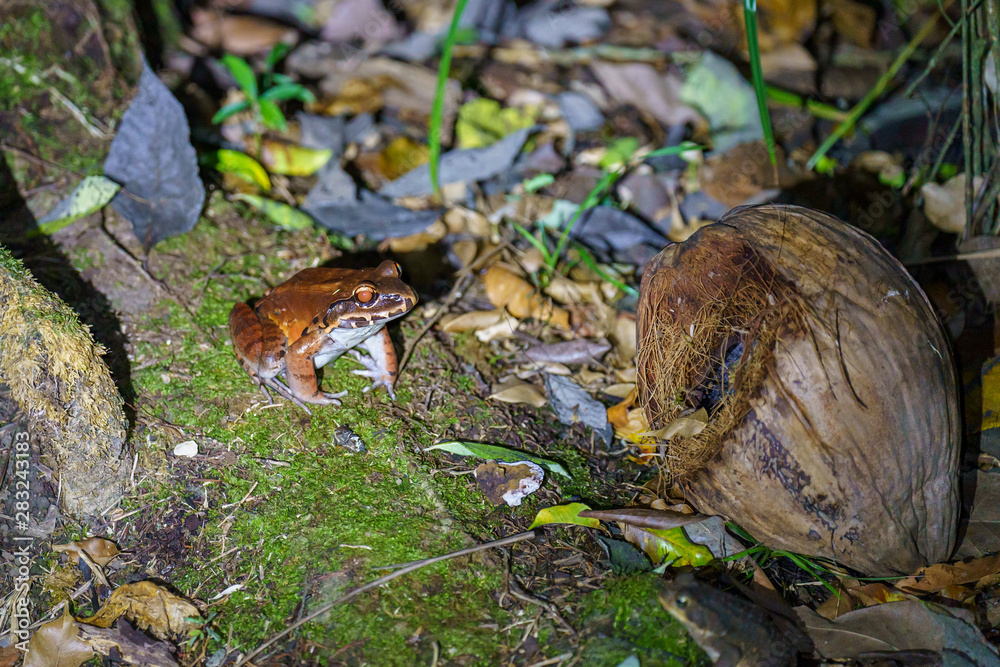 Fototapeta premium Smoky Jungle Frog (Leptodactylus pentadactylus) in Csota Rica