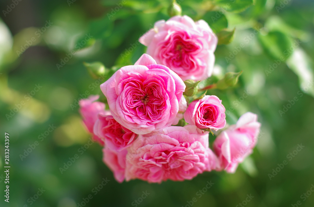 delicate flowers of pink roses on a blurred background. delicate flowers of pink roses on a blurred background.