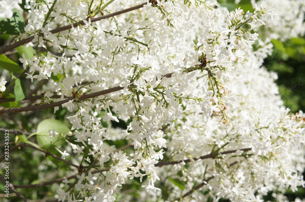 Shrub of syringa vulgaris alba or white lilac flowers