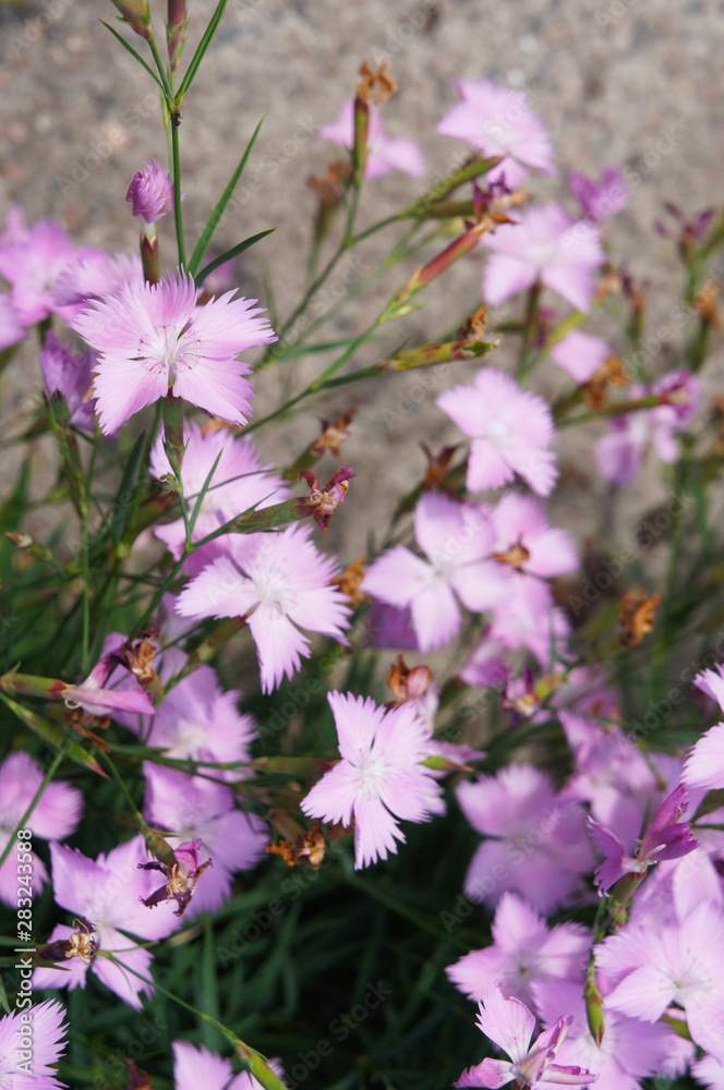 dianthus gratianopolitanus or cheddar pink flowers vertcial dianthus gratianopolitanus or cheddar pink flowers vertcial