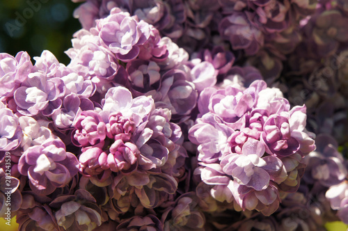 syringa vulgaris katherine havemeyer purple flowers close up photo