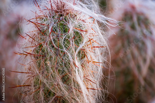 Hairy Cactus Cephalocereus senilis photo