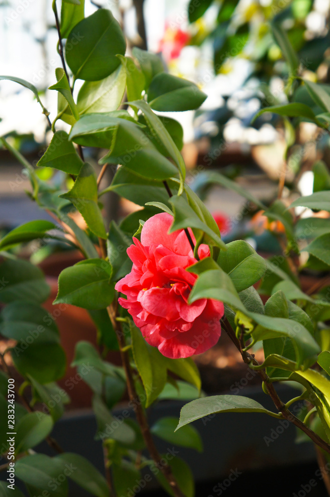 Camellia japonica or camelia red flower with green foliage vertical Camellia japonica or camelia red flower with green foliage vertical