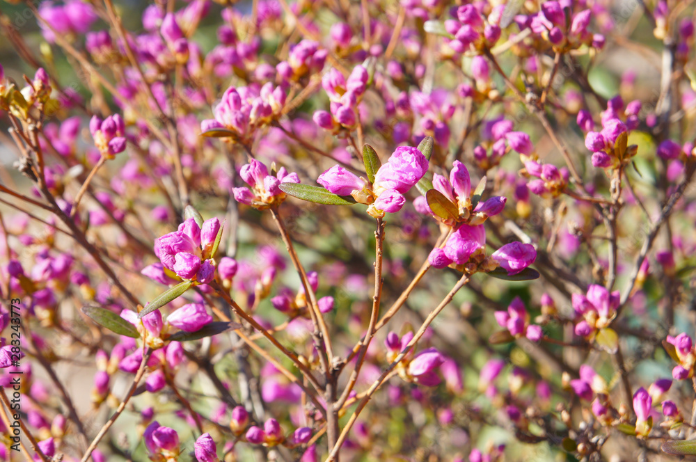 Shrub of pink rhododendron flowers Shrub of pink rhododendron flowers