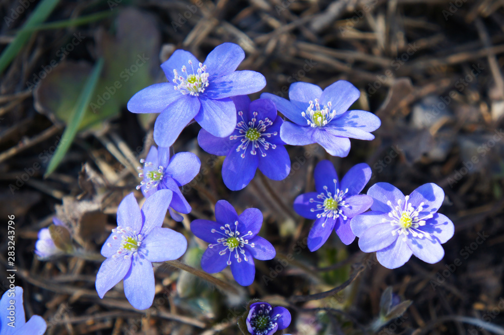 Hepatica nobilis liverleaf early blue flowers Hepatica nobilis liverleaf early blue flowers