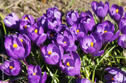 Violet crocus flowers or crocus sativus 