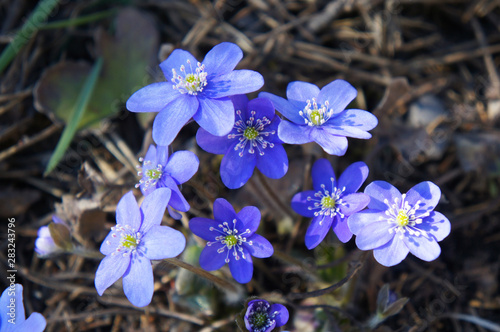 Hepatica nobilis liverleaf early blue flowers