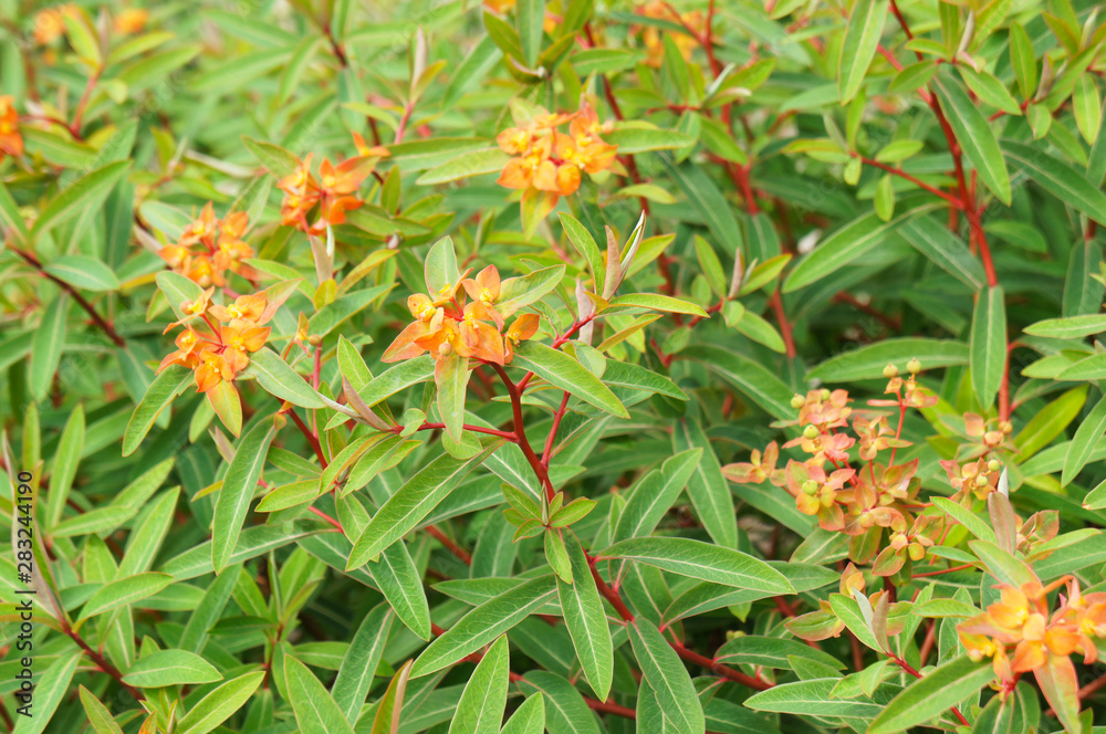 euphorbia griffithii fireglow blossoming shrub euphorbia griffithii fireglow blossoming shrub