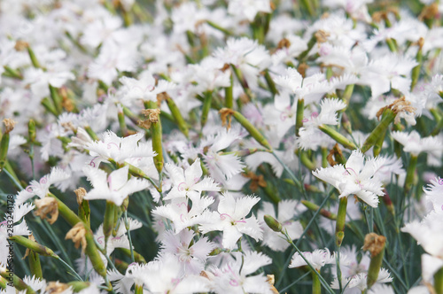 white dianthus plumarius garden pink flowers photo