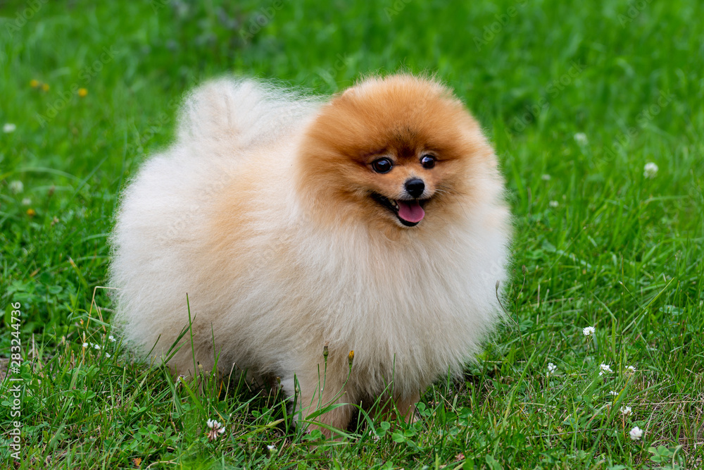 Pomeranian spitz. Cute fluffy charming red-haired Pomeranian Spitz in full growth on the grass in the park. Pomeranian spitz. Cute fluffy charming red-haired Pomeranian Spitz in full growth on the grass in the park.