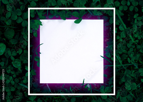 Square frame of leaves with paper card. Blank for advertising card or invitation. Nature concept in Forest. Summer poster.